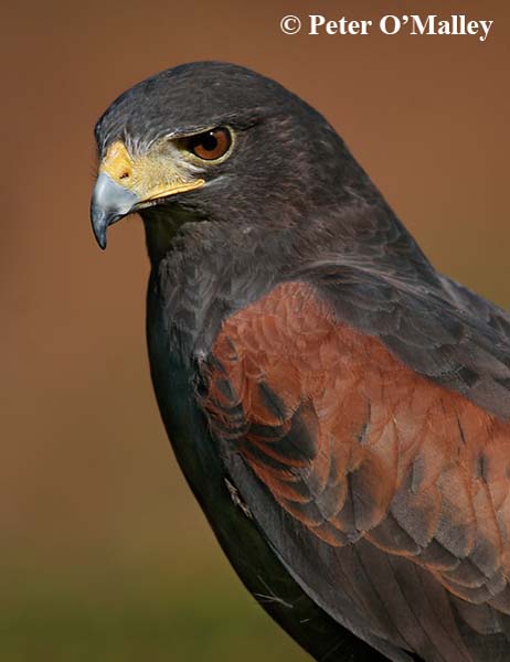 RID Harris Hawk Portrait P OMalley A O